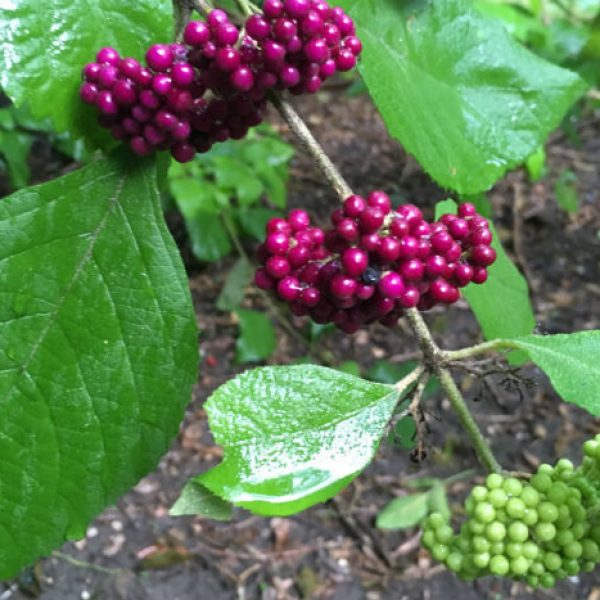 1537476275Beautyberry-black-Callicarpa-acuminata-detail-fruit-september.jpg