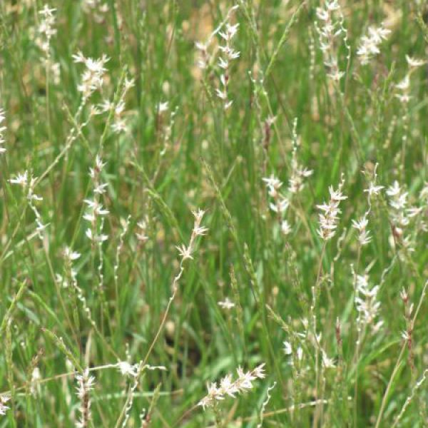 1537478112Curly-mesquite-Hilaria-belangeri-detail-flowering-SARA-Lee-Marlowe.jpg