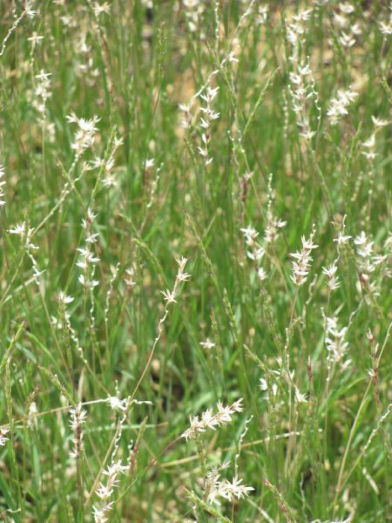 1537478112Curly-mesquite-Hilaria-belangeri-detail-flowering-SARA-Lee-Marlowe.jpg
