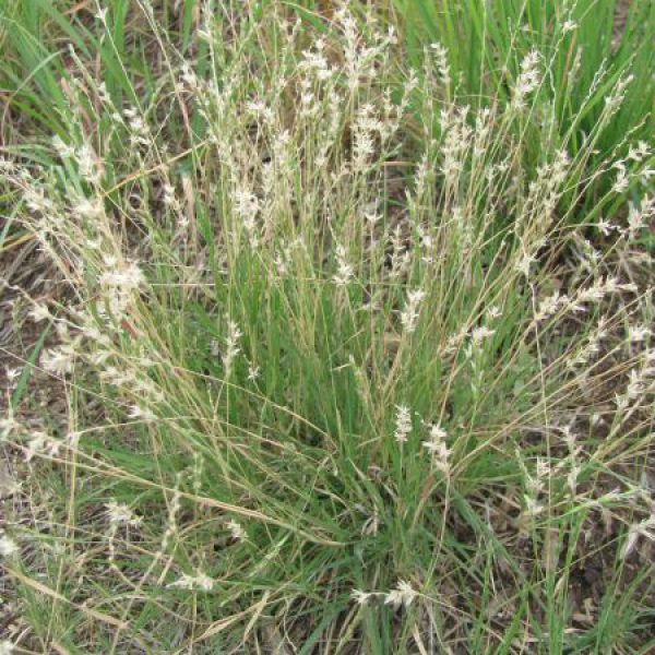 1537478132Curly-mesquite-Hilaria-belangeri-form-SARA-.jpg