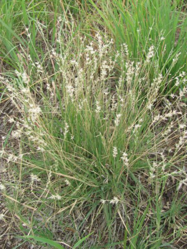 1537478132Curly-mesquite-Hilaria-belangeri-form-SARA-.jpg