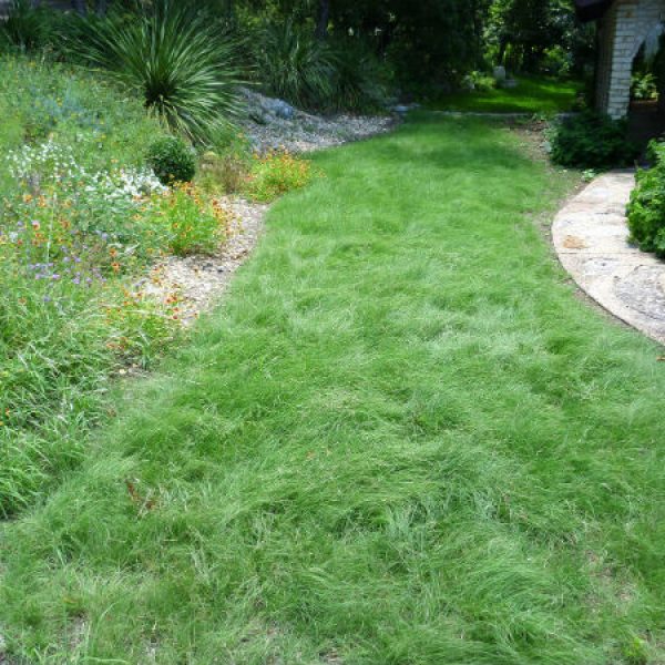 1537563929Thompson-Habiturf-Lawn-6-5-12_SFW-NPIN.jpg