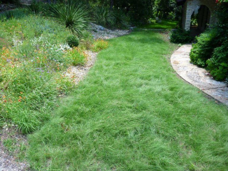 1537563929Thompson-Habiturf-Lawn-6-5-12_SFW-NPIN.jpg