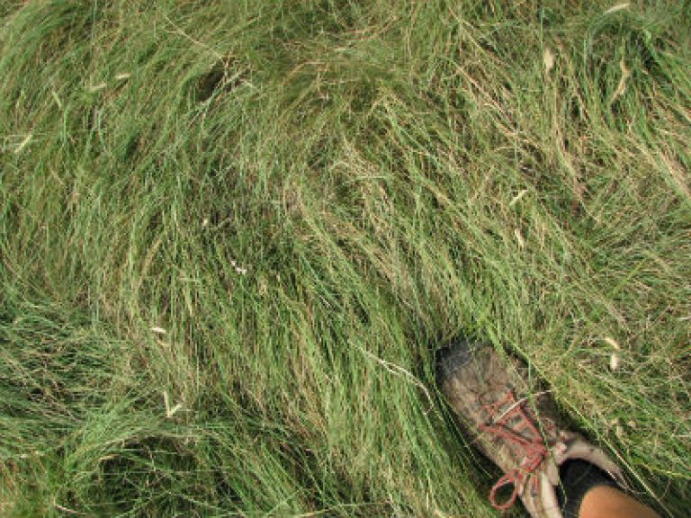 1537791856ThunderTurf-Close-up1-bio-gardener.jpg1_.jpg
