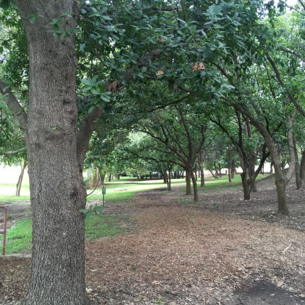 1537823301Oak-loquat-Quercus-rhysophylla-form-trinity-september-2018.jpg