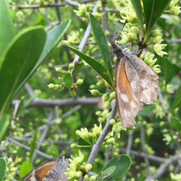 1538496930Coma-Bumelia-celastrina-detail-blooming-9-2018-brad-wier.jpg