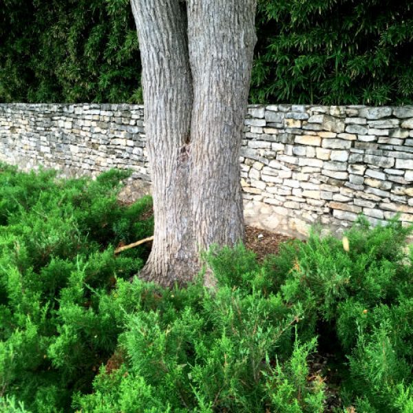 1538594237Juniper-spp-Juniperus-spp-Trinity.jpg