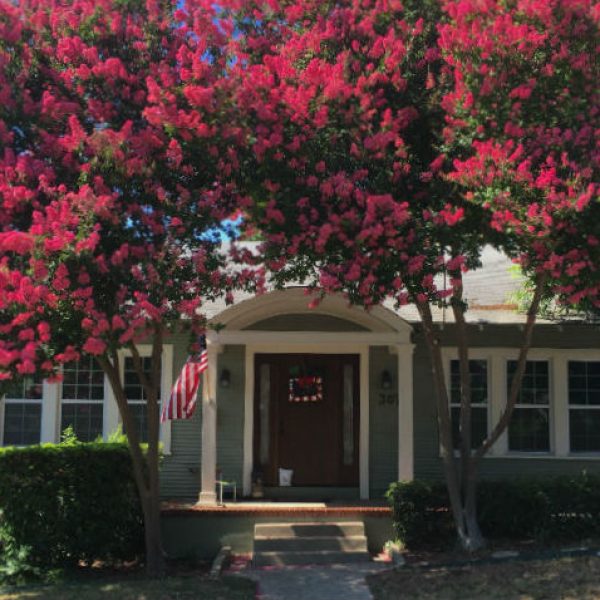 1538594676Crape-myrtle-Lagerstroemia-indica-form-6-2018-brad-wier-650-rotate.jpg