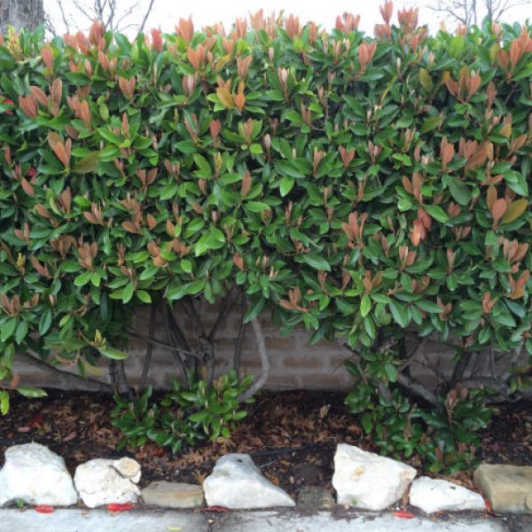 1539101616Phitinia-Chinese-Photinia-serrulata-form-hedged-650.jpg