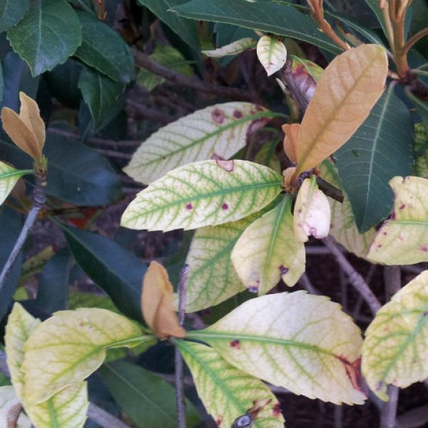 1539101623Photinia-x-detail-entomosporium-leaf-spot.jpg