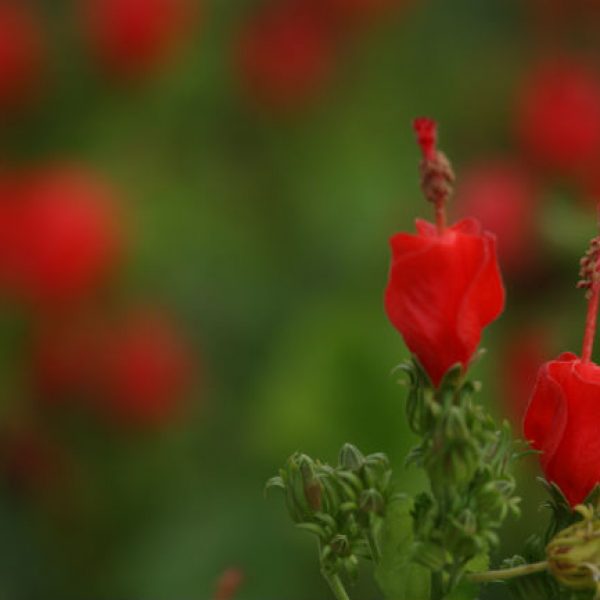 1539721703Turks-cap-Malvaviscus-drummondii-detail-flowering-October-Mitchell-Kae-brad-wier.jpg