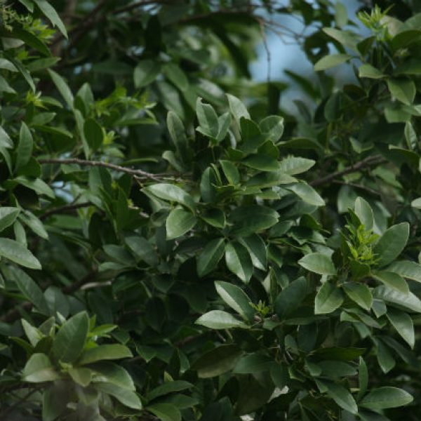 1539808900Jopoy-Esenbeckia-berlandieri-runyonii-detail-leaf-mitchell-lake-october-650.jpg