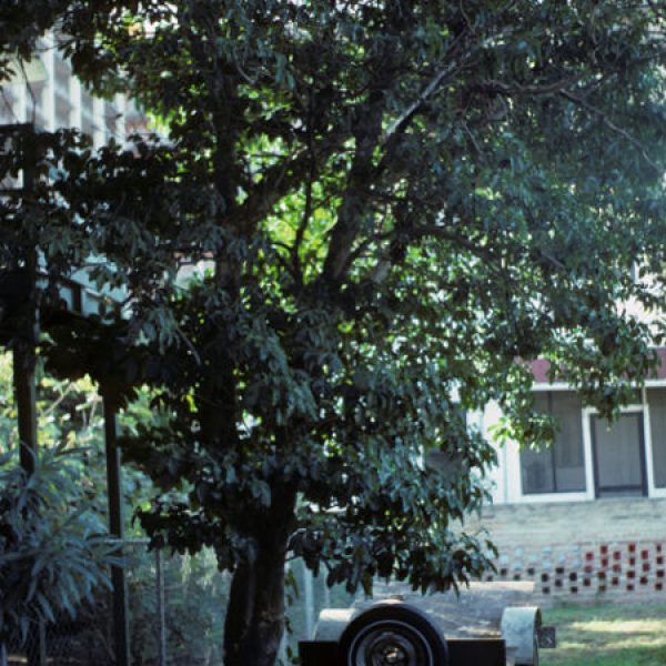 1539808904Jopoy-Esenbeckia-berlandieri-runyonii-form-Brownsville-Sally-Wasowksi-NPIN-SAW_01377-600.jpg