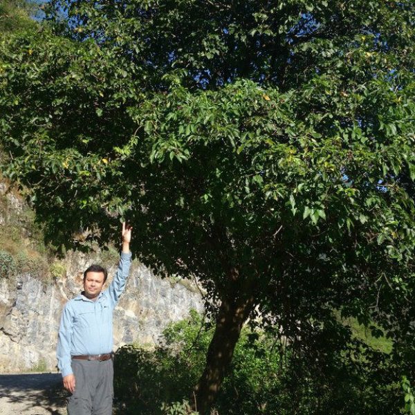 1539866711Limoncillo-Esenbeckoia-runyonii-form-Photo-Carlos-G-Velazco-Macias-some-rights.jpg