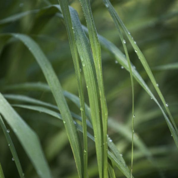 1539877562Lemongrass-Cymbopogon-citratus-detail-leaf-Eric-Pohl-9-2018-650.jpg