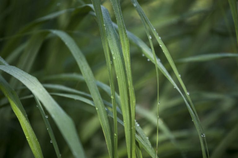 1539877562Lemongrass-Cymbopogon-citratus-detail-leaf-Eric-Pohl-9-2018-650.jpg
