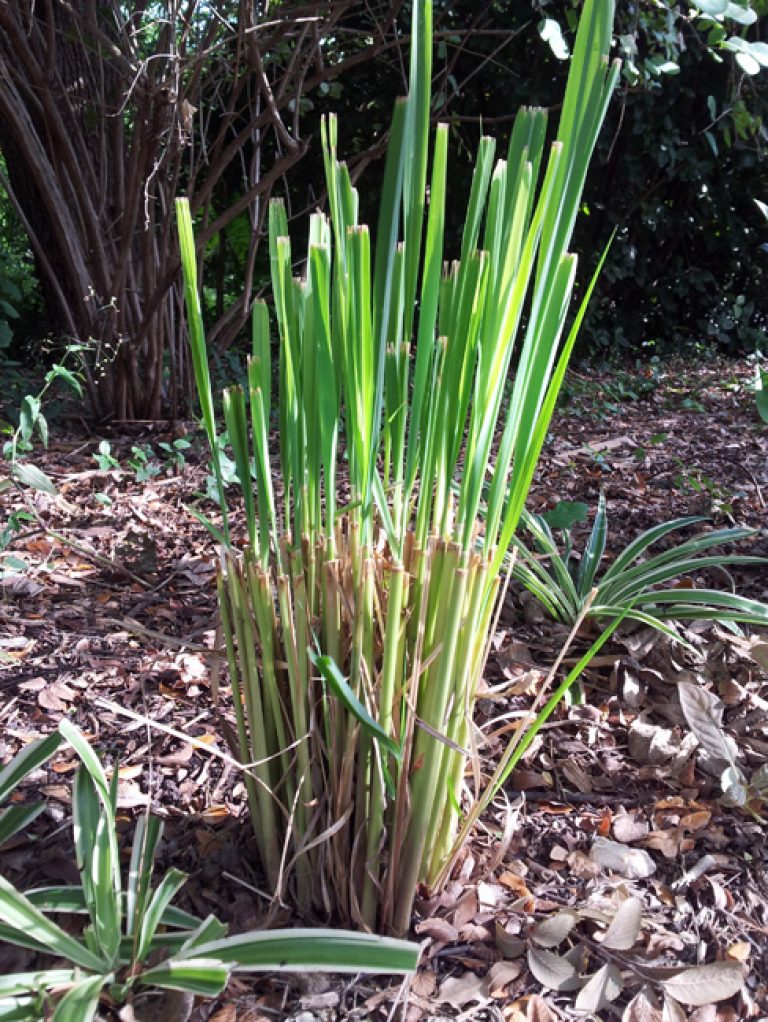 1539877576lemongrass-cymbopogon-citratus-detail.jpg