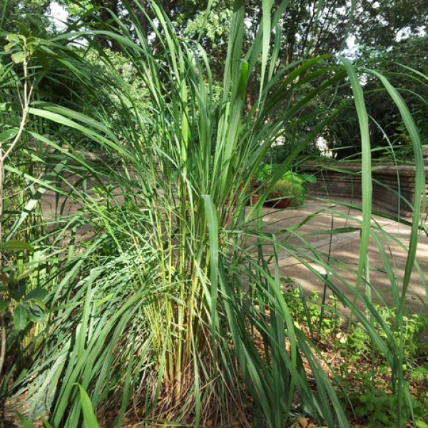 1539877585Lemongrass-Cymbopogon-citratus-form.jpg