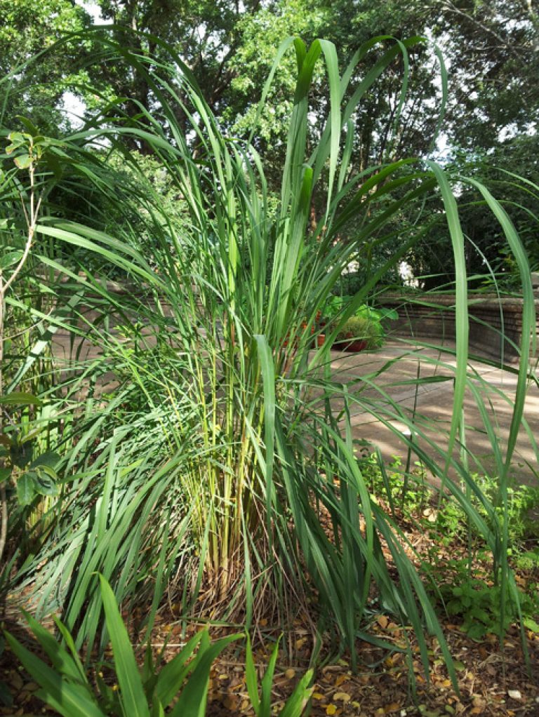 1539877585Lemongrass-Cymbopogon-citratus-form.jpg