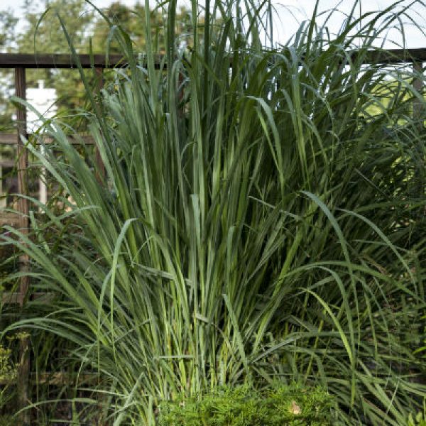 1539877590Lemongrass-Cymopogon-citratus-form-600.jpg