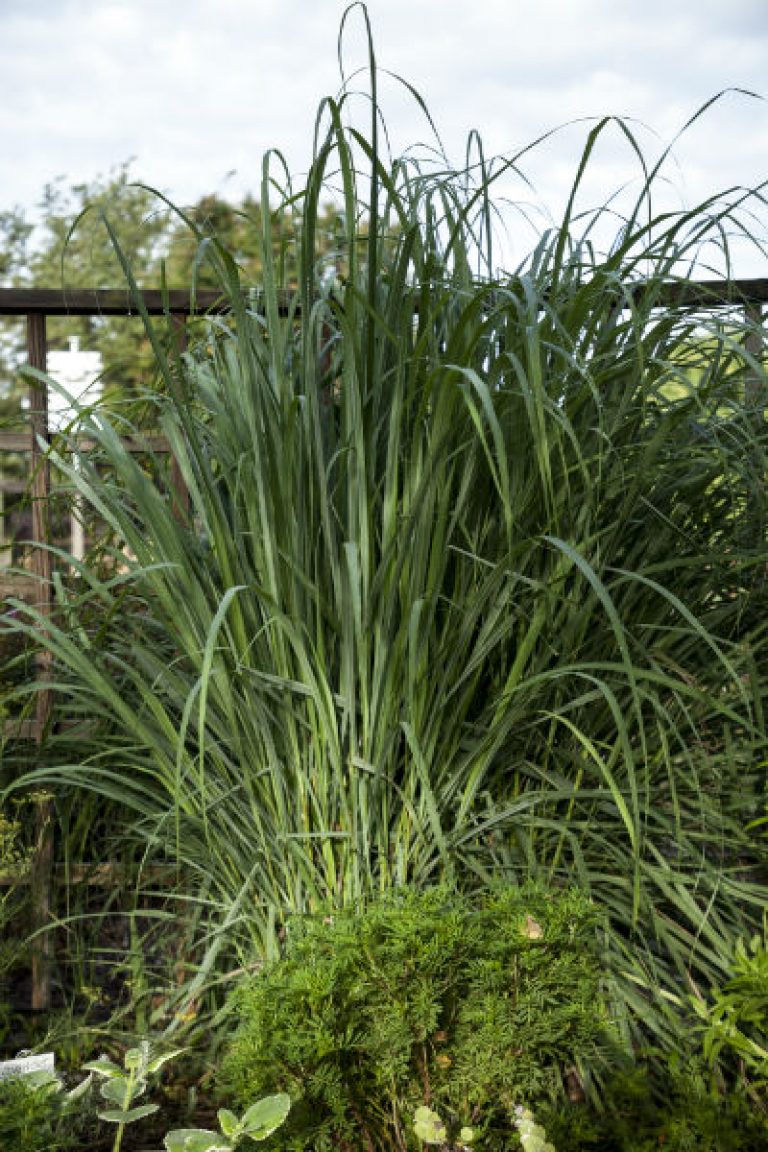 1539877590Lemongrass-Cymopogon-citratus-form-600.jpg