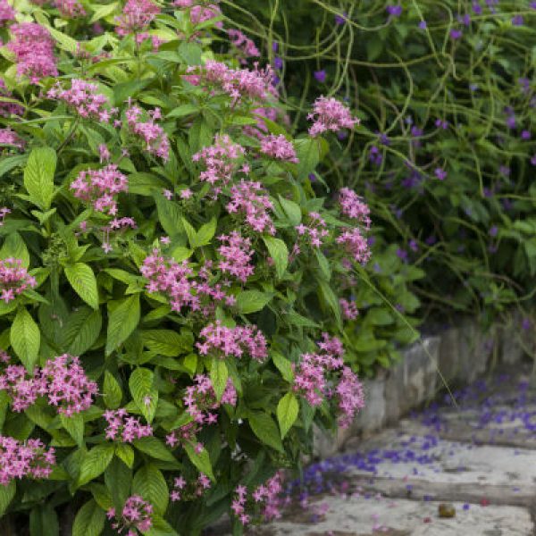 1539880831Pentas-lanceolata-form-SABG-September-2018-Eric-Pohl-650.jpg