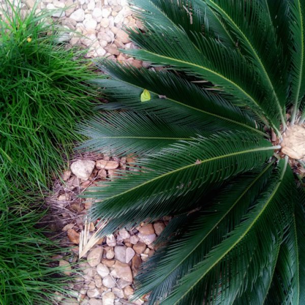 1539881103sago-cycas-revoluta-20130210-detail.jpg