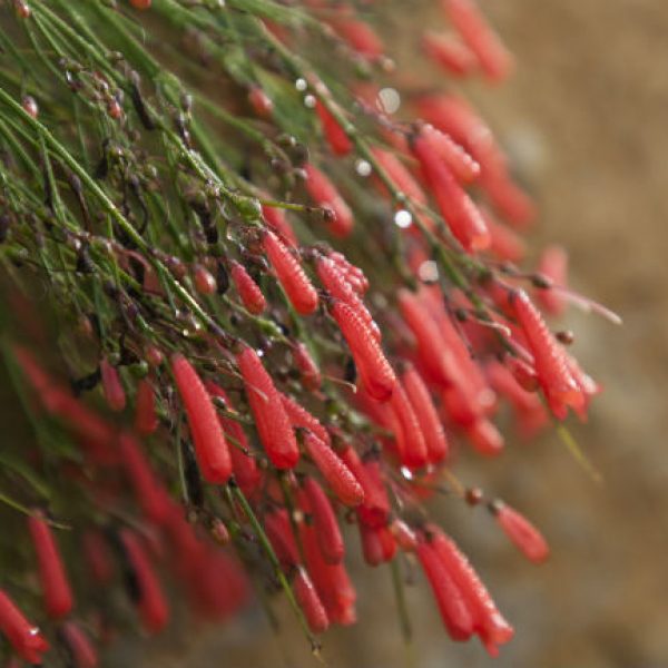 1539892802Firecracker-plant-Russelia-equisetiformis-detail-flowering-Eric-Pohl-650.jpg