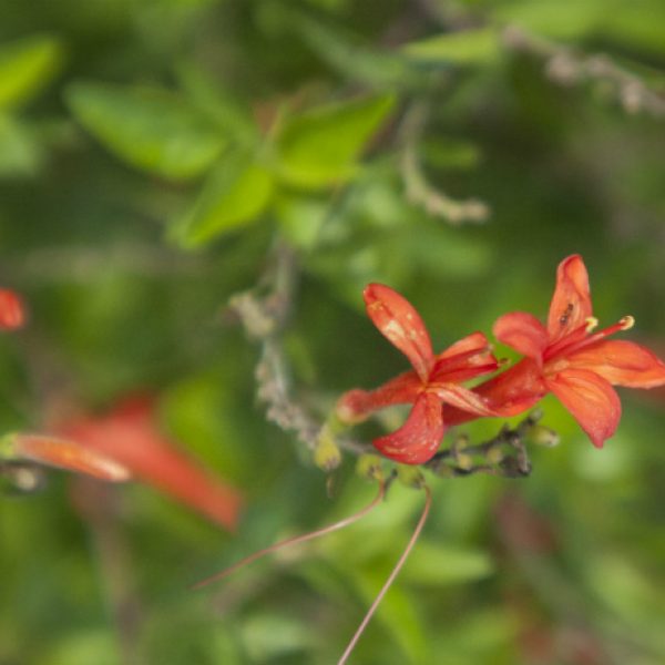 1539893459Flame-acanthus-Anisacanthus-wrightii-detail-flowering-Eric-Pohl-650.jpg