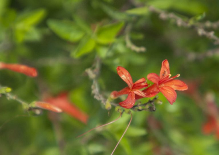 1539893459Flame-acanthus-Anisacanthus-wrightii-detail-flowering-Eric-Pohl-650.jpg