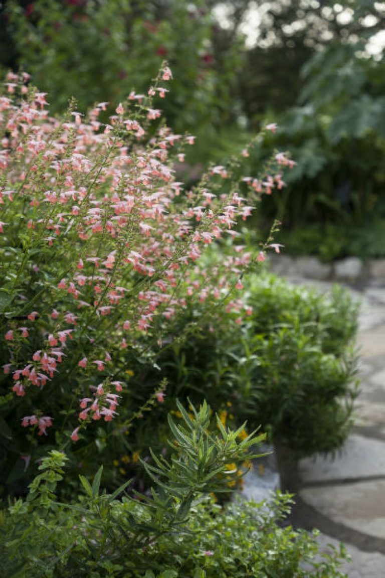 1539893710Sage-Brenthurst-Salvia-coccinea-Brenthurst-form-SABG-September-Eric-Pohl-600.jpg