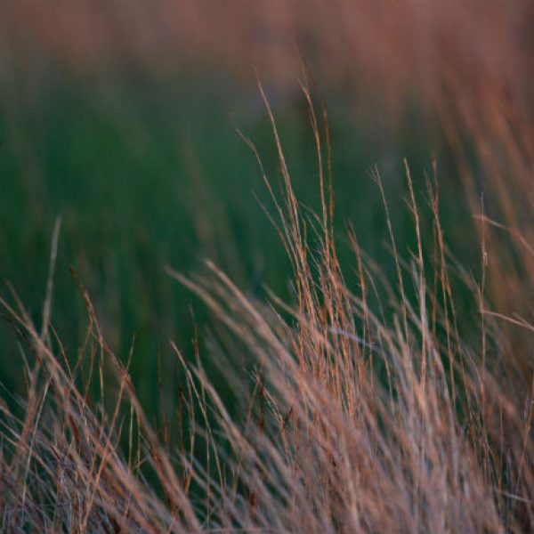 1540213995little-bluestem-Schizachyrium-scoparium-detail-Attwater-prairie-july-2017-brad-wier.jpg