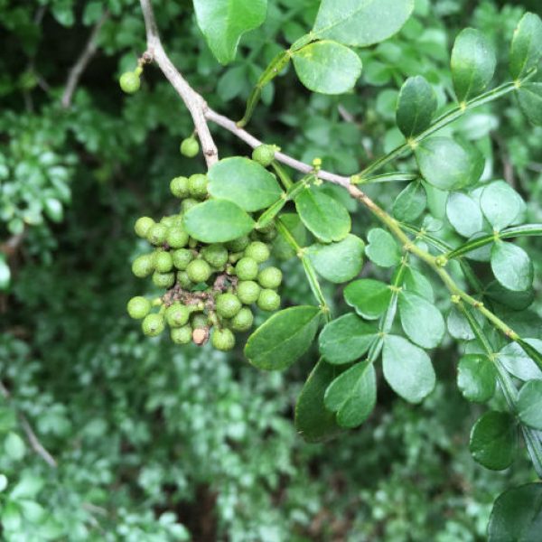 1540214420lime-prickly-colima-Zanthoxylum-fagara-detail-fruit-october-2018-bmw.jpg