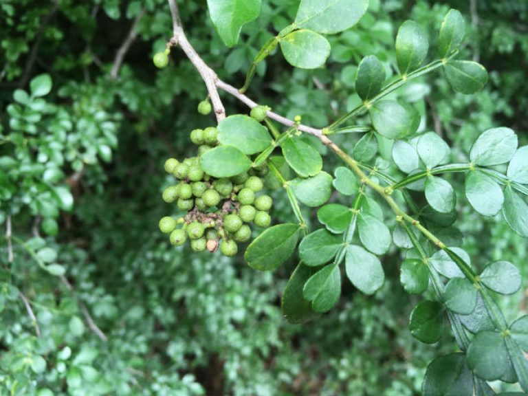 1540214420lime-prickly-colima-Zanthoxylum-fagara-detail-fruit-october-2018-bmw.jpg