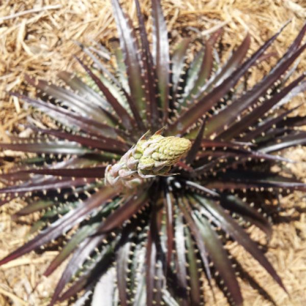 1540220741Dyckia-spp-detail-flowering-650.jpg