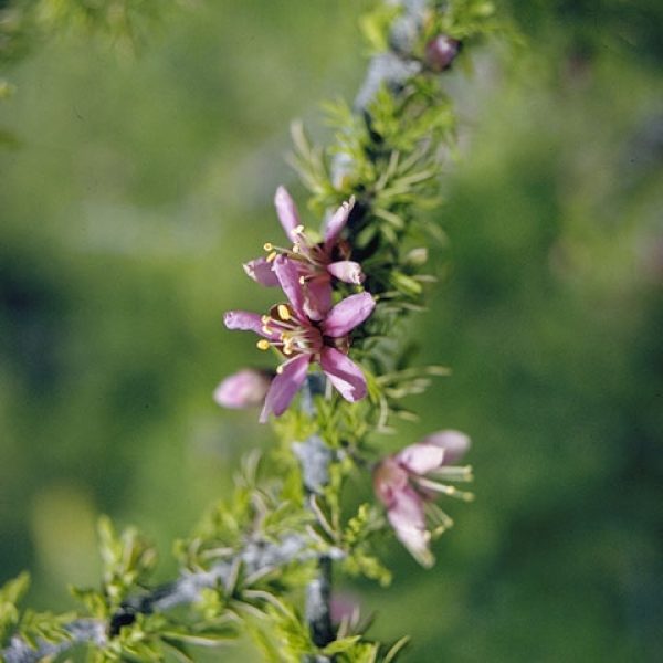 1540226723Guayacan-Porleria-angustifolia-detail-flowering-NPIN-Loughmiller-Campbell-Lynn-PCD3458_IMG0099.JPG