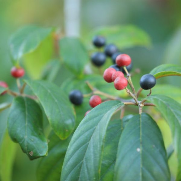 1541714112Carolina-buckthorn-Frangula-caroliniana-detail-fruits-brad-wier-april-2018-sabg-7W0U8257.jpg