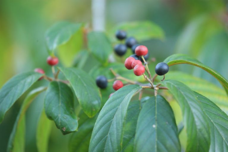 1541714112Carolina-buckthorn-Frangula-caroliniana-detail-fruits-brad-wier-april-2018-sabg-7W0U8257.jpg