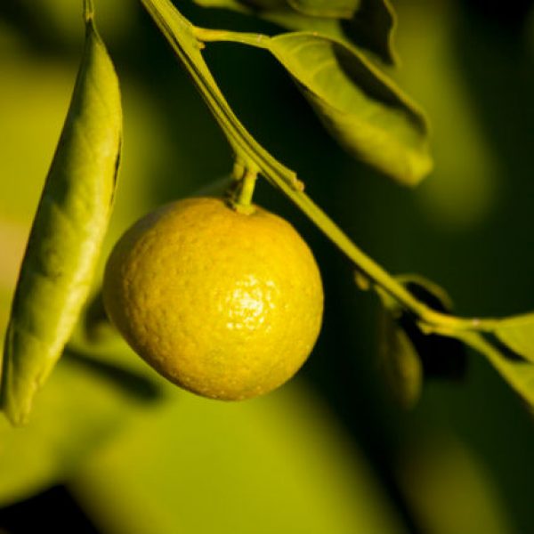 1542116205Lemon-Meyer-Citrus-x-meyeri-detail-fruit-IMG_6188.jpg