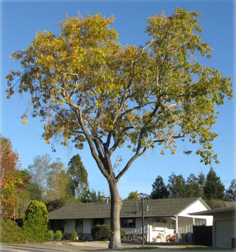 1546537745Ash-Arizona-Fraxinus-velutina-form-photo-J-Ritter-M-Ritter-courtesy-Cal-Poly-Fraxinus-velutina-Tree-Record-580.jpg
