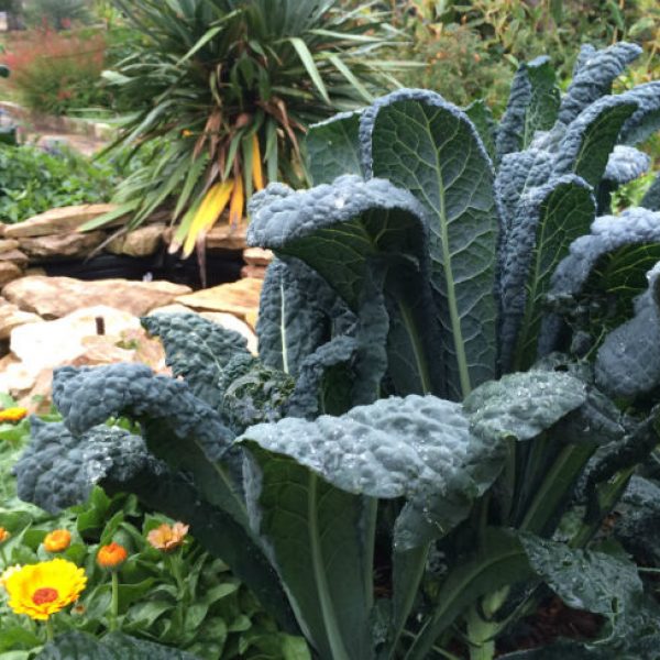 1546970945kale-Brassica-oleracea-Tuscan-form-SABG-bmw-650.jpg