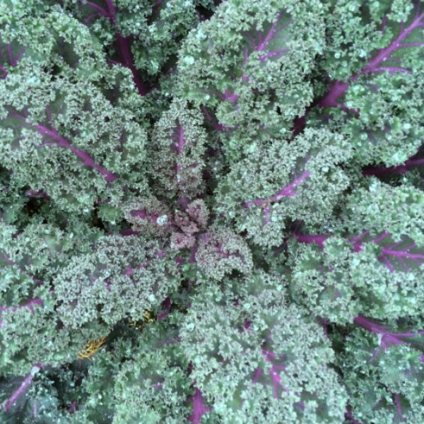 1546970953Kale-Brassica-oleracea-detail.jpg