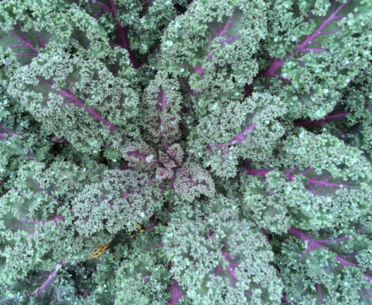 1546970953Kale-Brassica-oleracea-detail.jpg
