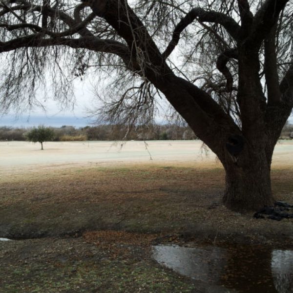 1549472482Arizona-Ash-Fraxinus-velutina-form-January-freeze-Brackenridge-San-Antonio-brad-wier-650.jpg