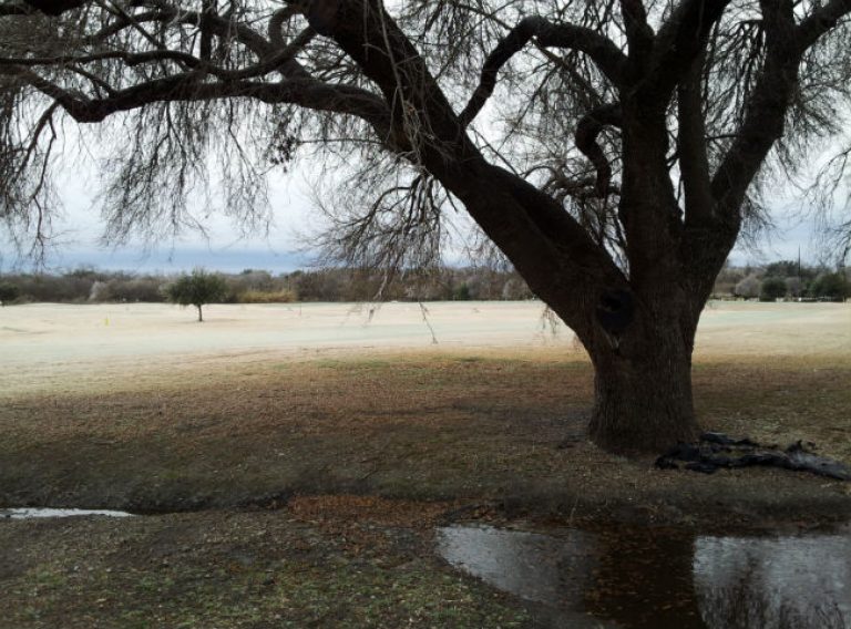 1549472482Arizona-Ash-Fraxinus-velutina-form-January-freeze-Brackenridge-San-Antonio-brad-wier-650.jpg