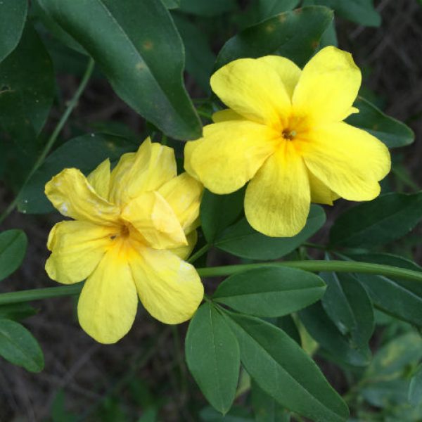 1552913959primrose-jasmine-jasminum-mesneyi-detail-flower-march-2019.jpg