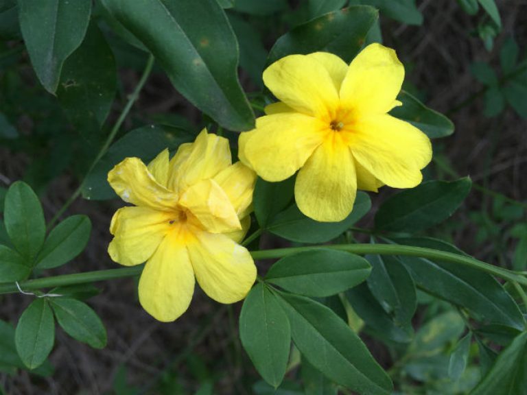 1552913959primrose-jasmine-jasminum-mesneyi-detail-flower-march-2019.jpg