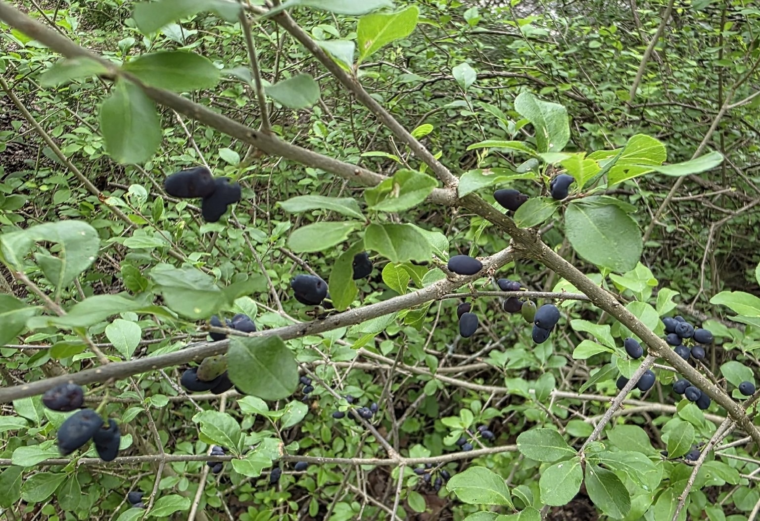 Elbowbush showing branch angles and dried fruit
