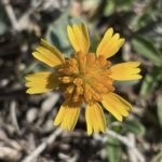 Huisache Daisy