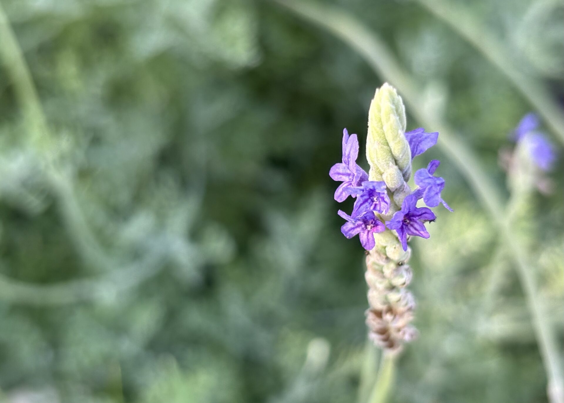 Egyptian lavender
